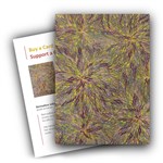 KEMBLA GIFT CARD BUSH MEDICINE LEAVES A5